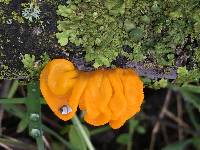 Tremella mesenterica image