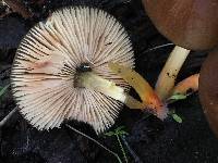 Pluteus romellii image