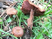 Laccaria amethysteo-occidentalis image