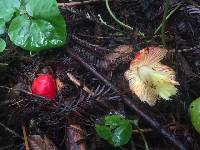 Hygrocybe laetissima image