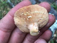 Lactarius xanthogalactus image