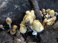 Coprinellus micaceus image