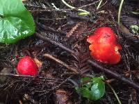 Hygrocybe laetissima image