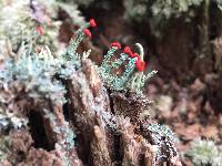 Cladonia cristatella image