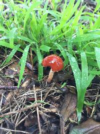 Leratiomyces ceres image