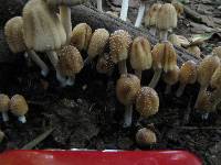 Coprinellus micaceus image