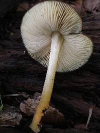 Pluteus romellii image