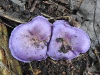 Cortinarius iodes image