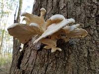 Pleurotus ostreatus image