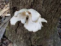 Pleurotus ostreatus image