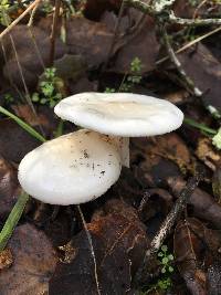 Hygrophorus eburneus image