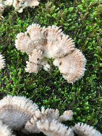 Schizophyllum commune image