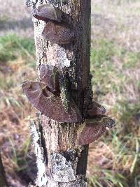 Auricularia auricula-judae image