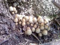 Coprinellus micaceus image