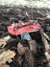 Russula cremoricolor image