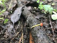 Mycena acicula image