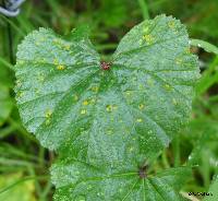 Puccinia malvacearum image