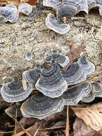 Trametes versicolor image