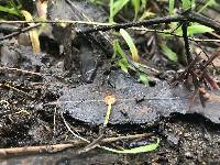 Mycena acicula image