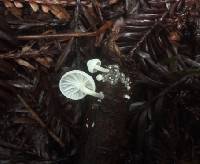 Hemimycena candida image