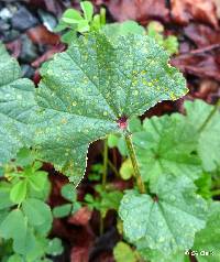 Puccinia malvacearum image