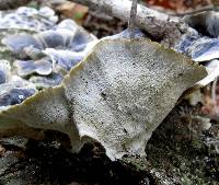 Trametes versicolor image