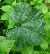 Puccinia malvacearum image