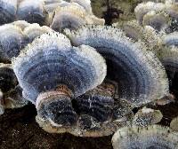 Trametes versicolor image