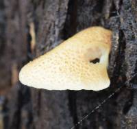 Crepidotus mollis image