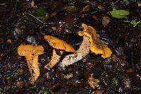 Cantharellus californicus image