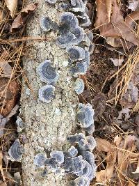 Trametes versicolor image