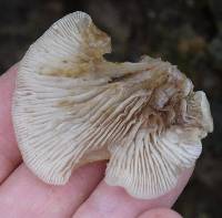 Crepidotus mollis image