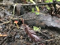 Mycena acicula image