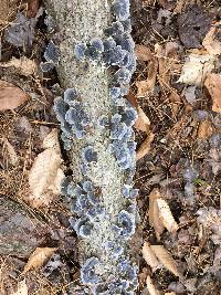 Trametes versicolor image
