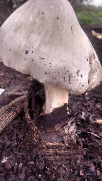 Volvariella gloiocephala image
