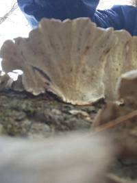 Trametes versicolor image