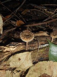 Lentinus crinitus image