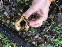 Lactarius alnicola image