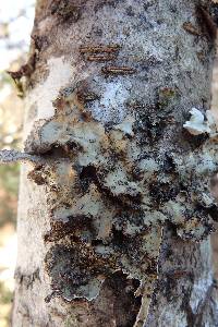 Lobaria scrobiculata image