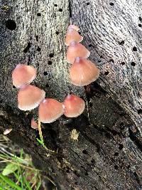 Mycena haematopus image