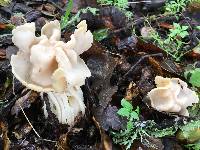 Helvella crispa image