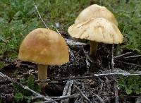 Agrocybe putaminum image