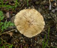 Agrocybe pediades image