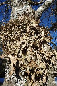 Lobaria pulmonaria image