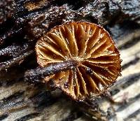 Phaeomarasmius erinaceus image