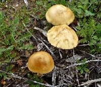 Agrocybe putaminum image