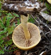 Agrocybe putaminum image