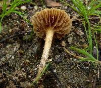 Agrocybe pediades image