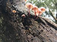 Mycena haematopus image