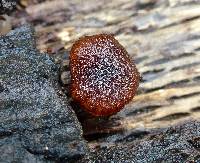 Phaeomarasmius erinaceus image